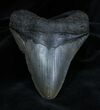 Inch Georgia Megalodon Tooth #1360-2